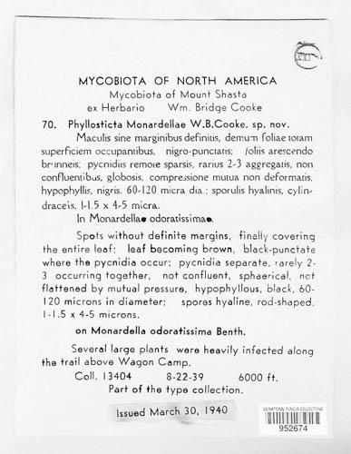 Asteromella monardellae image